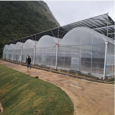 花卉種植利器 薄膜連體大棚的優(yōu)勢與建設(shè)要點